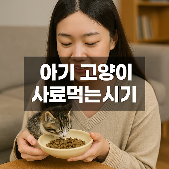 아기 고양이 사료먹는시기